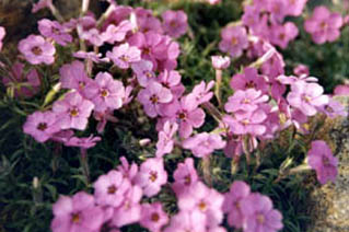 Phlox subulata ssp brittonii